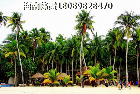双大·野奢世界VS海南·冯家湾椰风海韵分析对比